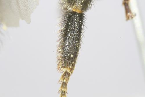 Bombus sp.
